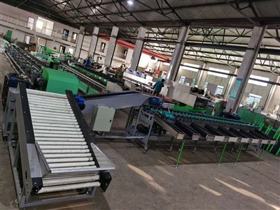 Yatay Elektronik Meyve Sınıflandırma Makinesi